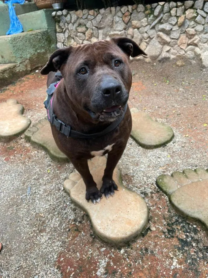 Cachorro ra a SRD-ViraLata idade 4 anos nome Pantera