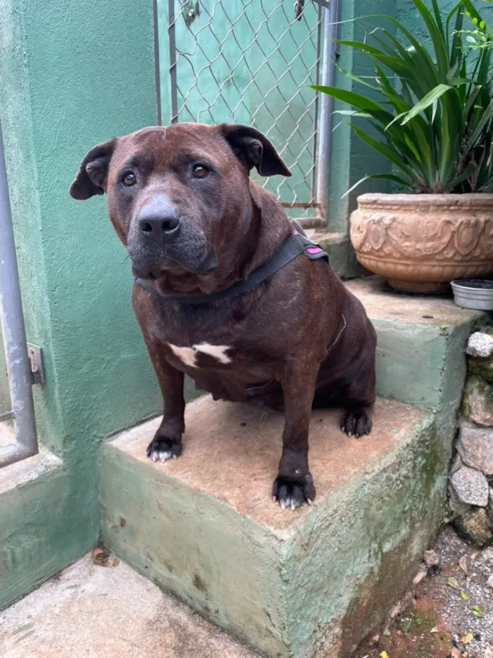 Cachorro ra a SRD-ViraLata idade 4 anos nome Pantera