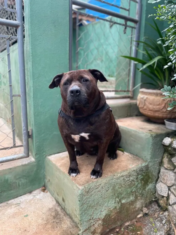 Cachorro ra a SRD-ViraLata idade 4 anos nome Pantera