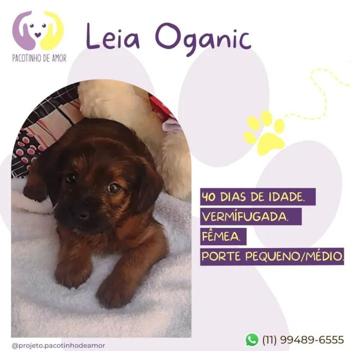 Cachorro raça SRD-ViraLata idade Abaixo de 2 meses nome Leia organic