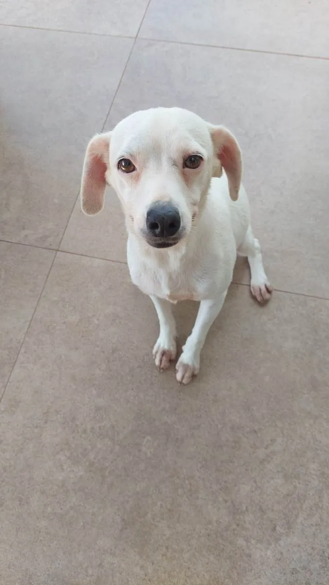 Cachorro ra a SRD-ViraLata idade 4 anos nome Evair 