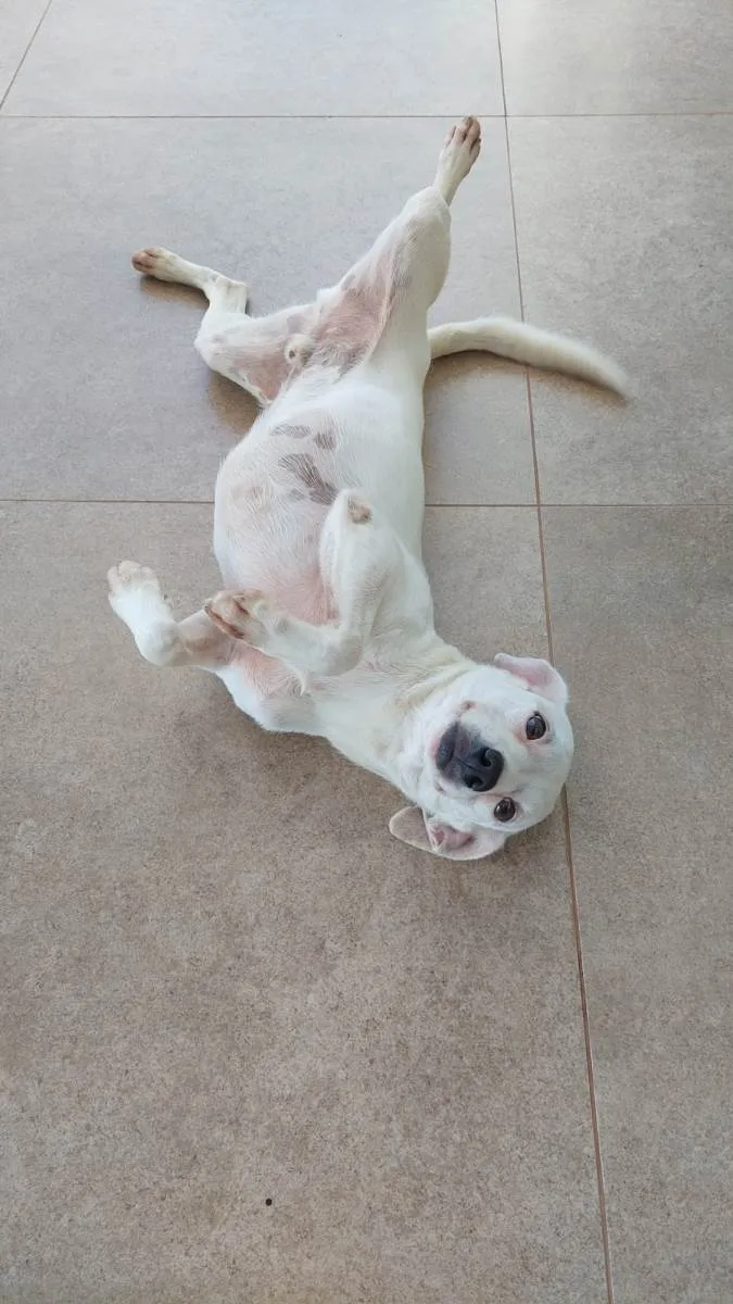 Cachorro ra a SRD-ViraLata idade 4 anos nome Evair 