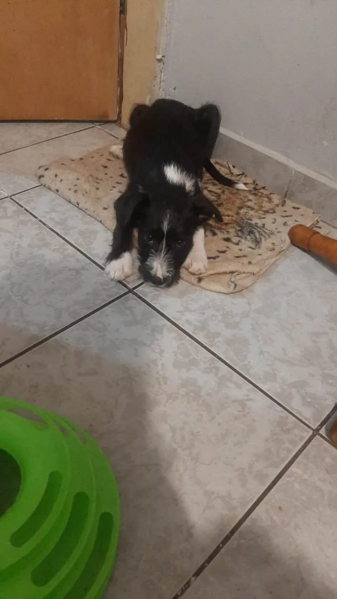 Cachorro ra a SRD-ViraLata idade 2 a 6 meses nome Alvin