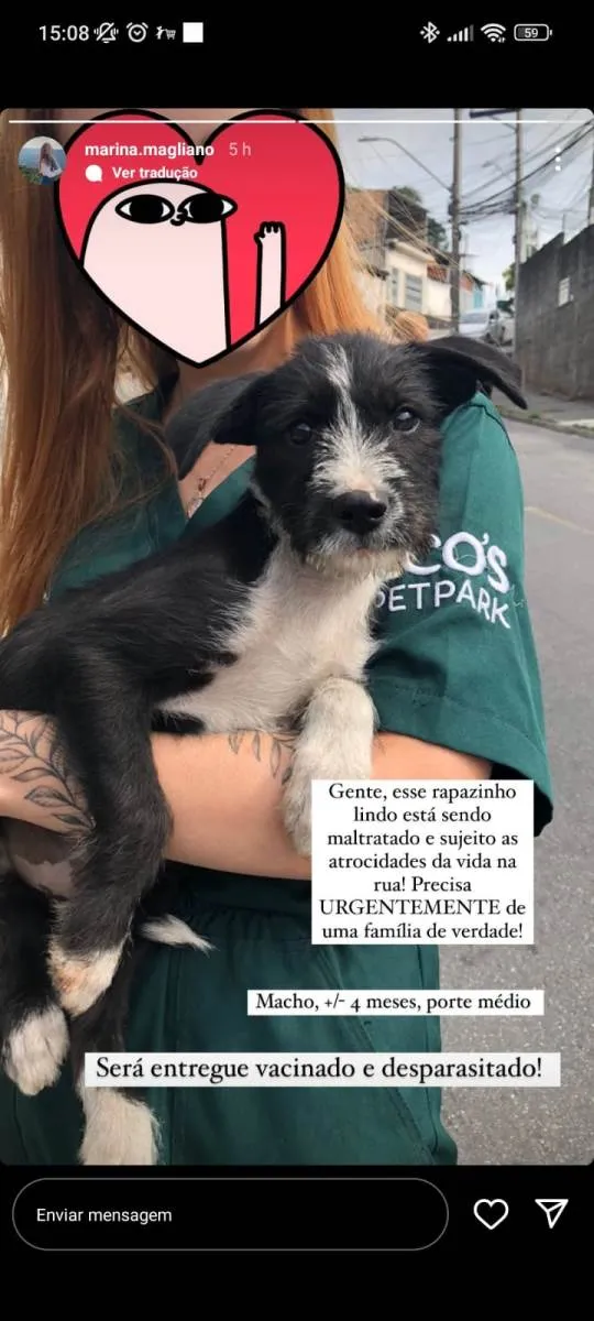 Cachorro ra a SRD-ViraLata idade 2 a 6 meses nome Alvin