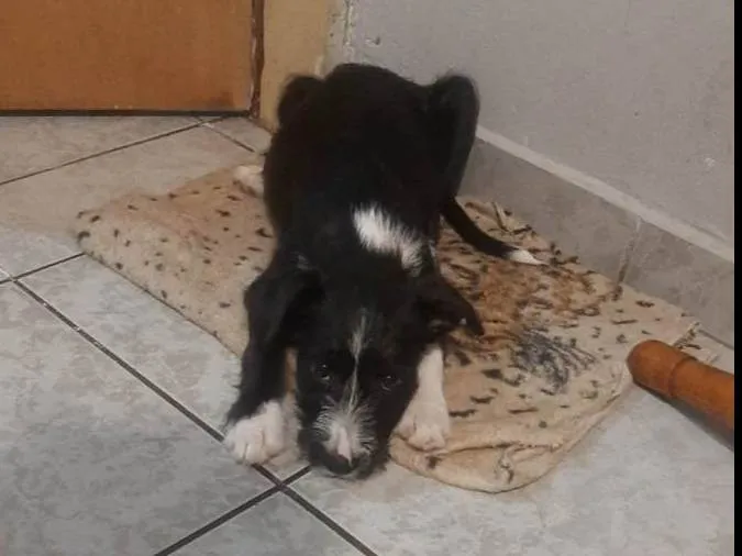 Cachorro ra a SRD-ViraLata idade 2 a 6 meses nome Alvin