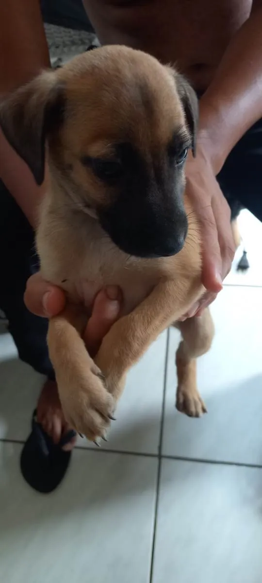 Cachorro ra a SRD-ViraLata idade Abaixo de 2 meses nome Sem nomes 