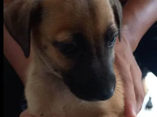 Cachorro ra a SRD-ViraLata idade Abaixo de 2 meses nome Sem nomes 