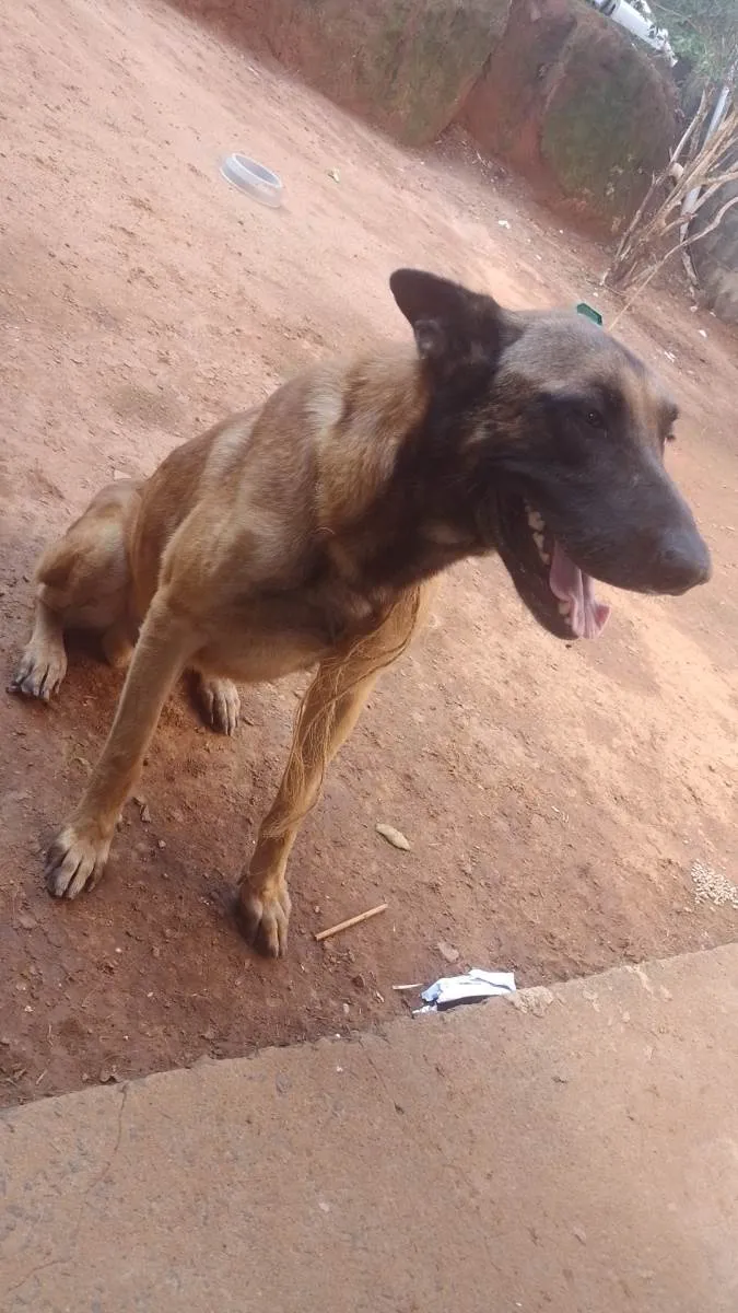 Cachorro ra a Pastor belga idade 3 anos nome Thor