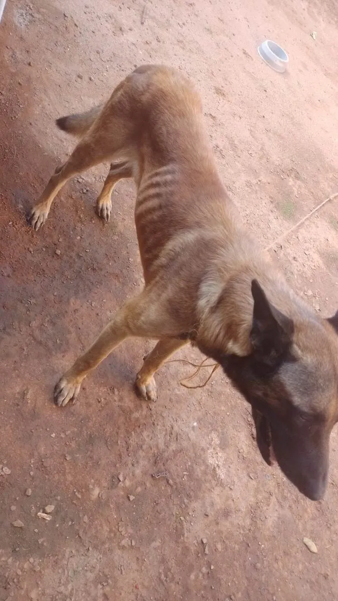 Cachorro ra a Pastor belga idade 3 anos nome Thor