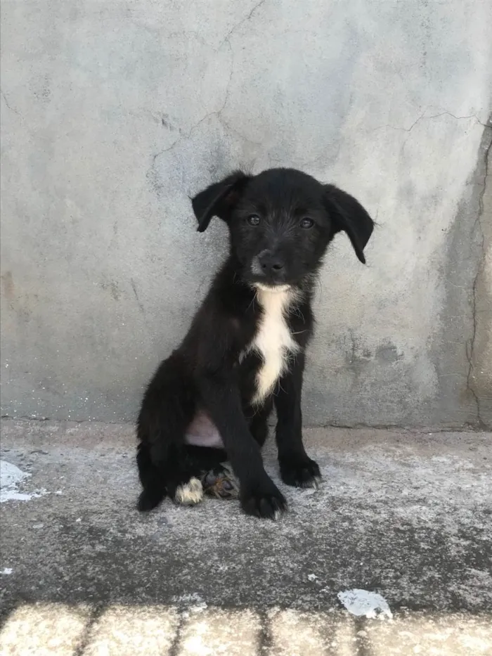 Cachorro ra a Vira lata idade 2 a 6 meses nome Mandela 