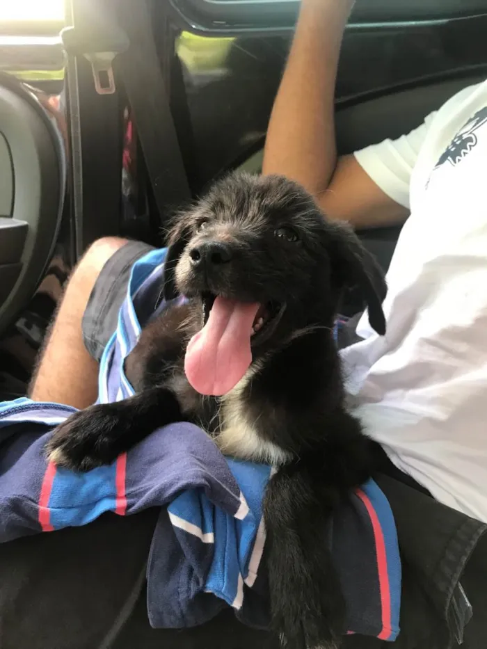 Cachorro ra a Vira lata idade 2 a 6 meses nome Mandela 