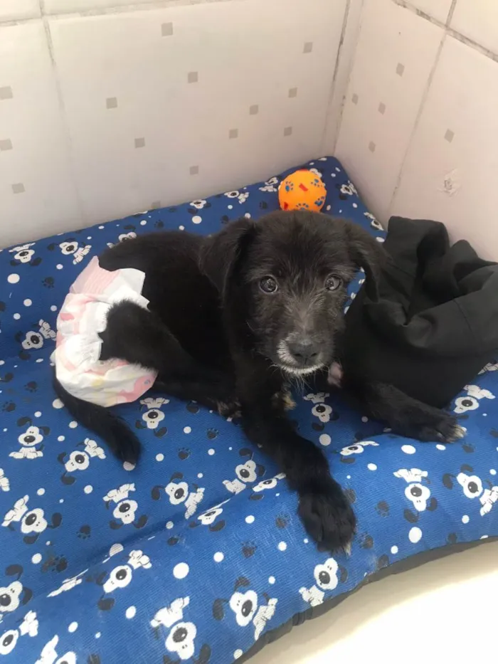 Cachorro ra a Vira lata idade 2 a 6 meses nome Mandela 