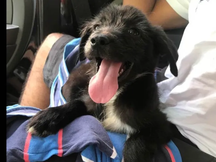 Cachorro ra a Vira lata idade 2 a 6 meses nome Mandela 