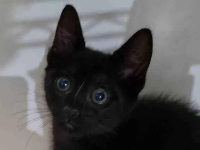 Gato ra a SRD-ViraLata idade 2 a 6 meses nome Wandinha