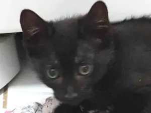 Gato raça SRD-ViraLata idade 2 a 6 meses nome Princesa de Ébano 