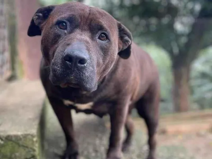 Cachorro ra a SRD-ViraLata idade 4 anos nome Pantera
