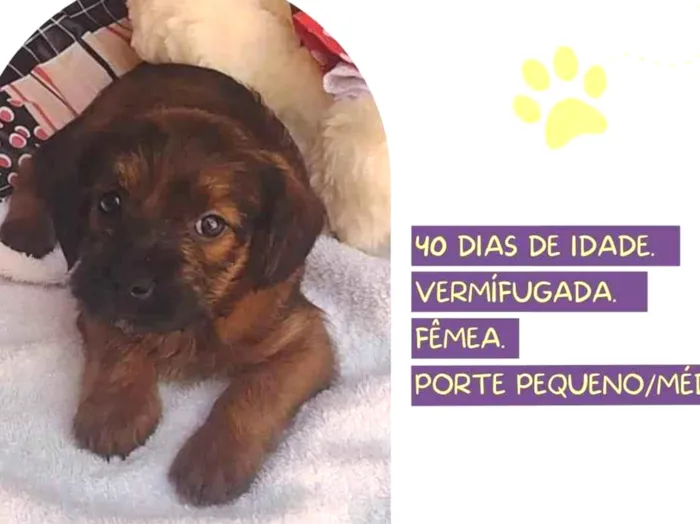 Cachorro raça SRD-ViraLata idade Abaixo de 2 meses nome Leia organic