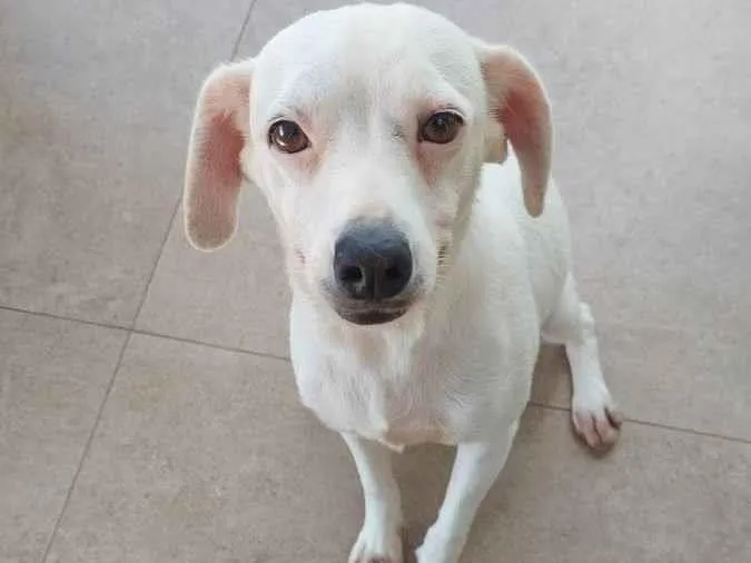 Cachorro ra a SRD-ViraLata idade 4 anos nome Evair 