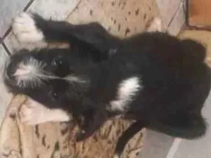 Cachorro raça SRD-ViraLata idade 2 a 6 meses nome Alvin