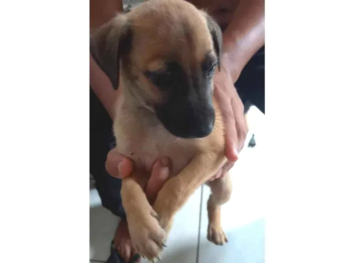 Cachorro ra a SRD-ViraLata idade Abaixo de 2 meses nome Sem nomes 