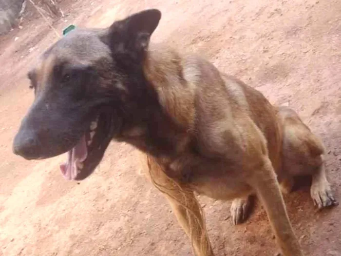 Cachorro ra a Pastor belga idade 3 anos nome Thor