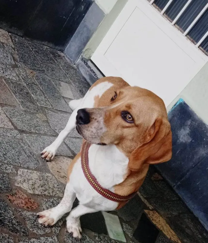 Cachorro ra a Beagle idade 3 anos nome Benny