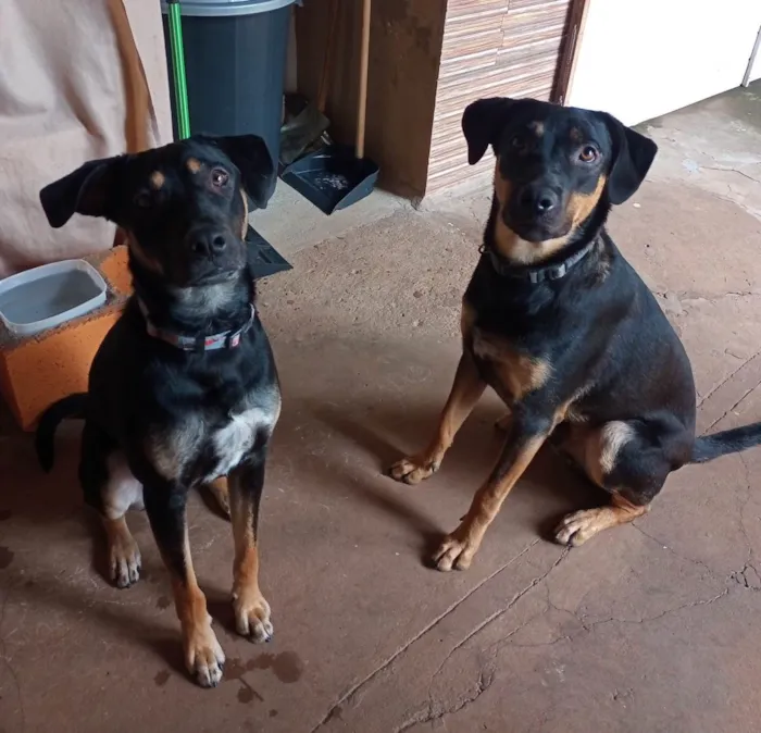 Cachorro raça SRD idade 1 ano nome Sheike e Sultão 