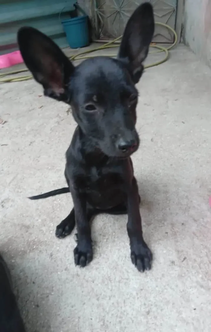 Cachorro ra a Mix pinscher idade 2 a 6 meses nome Orelinha