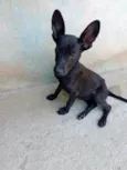 Orelinha