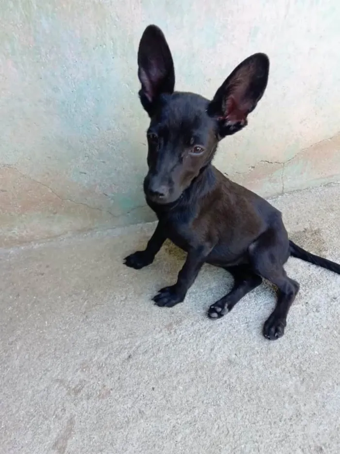 Cachorro ra a Mix pinscher idade 2 a 6 meses nome Orelinha