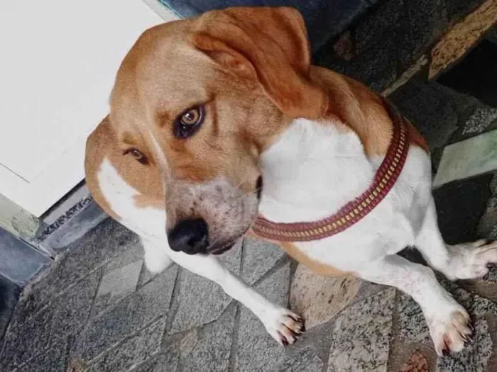 Cachorro ra a Beagle idade 3 anos nome Benny