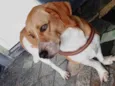 Benny