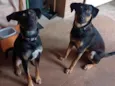Sheike e Sultão 