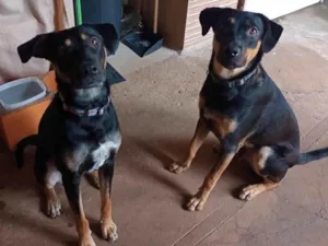 Cachorro raça SRD idade 1 ano nome Sheike e Sultão 
