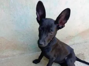 Cachorro raça Mix pinscher idade 2 a 6 meses nome Orelinha