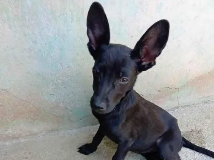 Cachorro ra a Mix pinscher idade 2 a 6 meses nome Orelinha