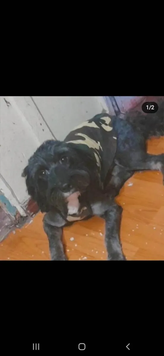 Cachorro ra a Cocker idade 2 anos nome Neguinho