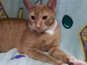 Gato raça SRD idade 7 a 11 meses nome Patinha