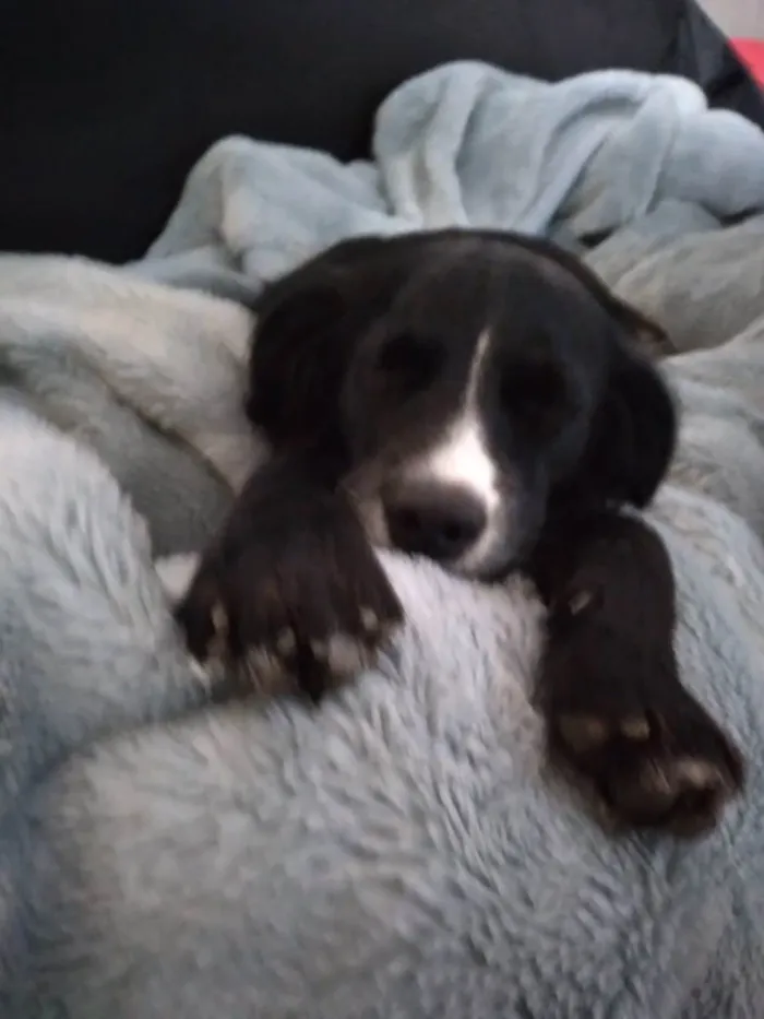 Cachorro ra a SRD-ViraLata idade 1 ano nome Kiara