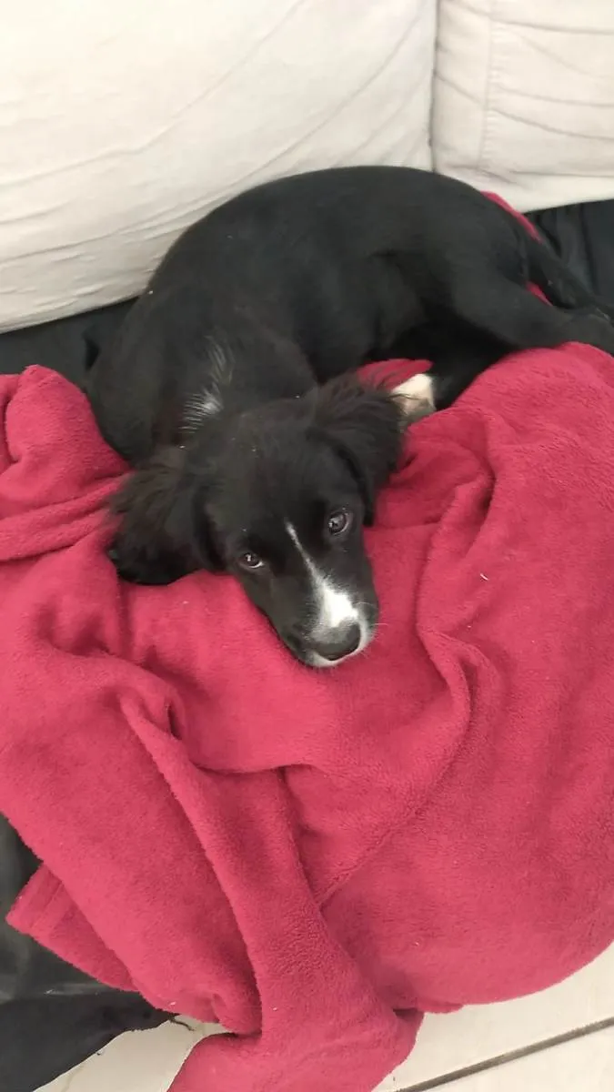 Cachorro ra a SRD-ViraLata idade 1 ano nome Kiara