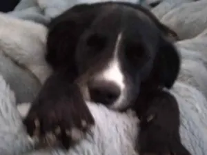 Cachorro raça SRD-ViraLata idade 1 ano nome Kiara