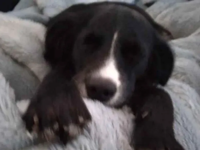 Cachorro ra a SRD-ViraLata idade 1 ano nome Kiara