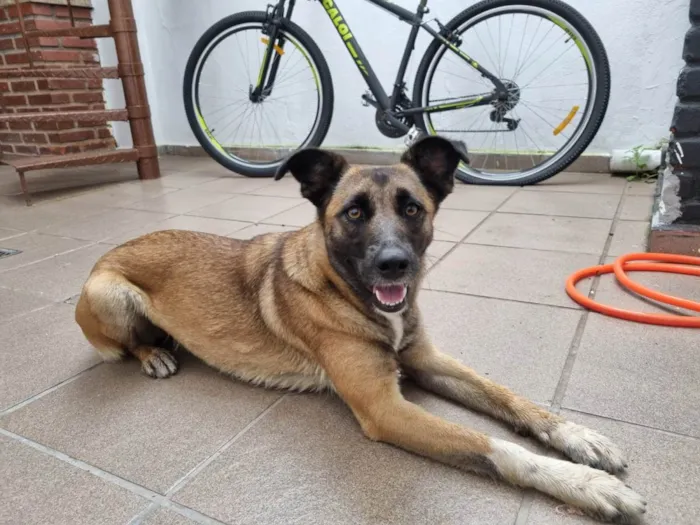 Cachorro ra a SRD-ViraLata idade 7 a 11 meses nome Semolina