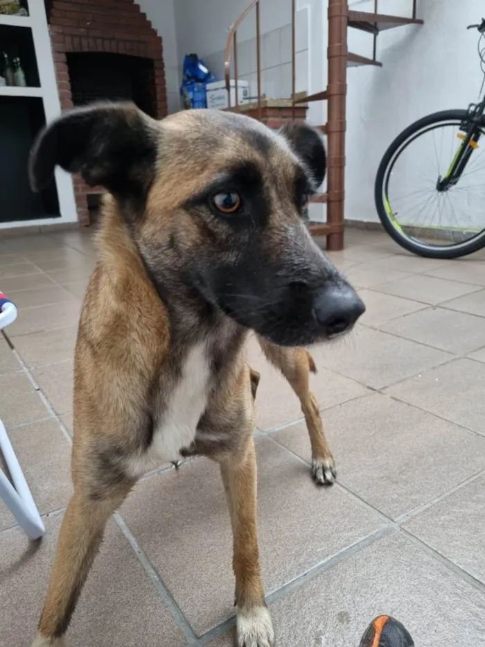 Cachorro ra a SRD-ViraLata idade 7 a 11 meses nome Semolina