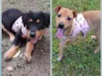 Dora e luna