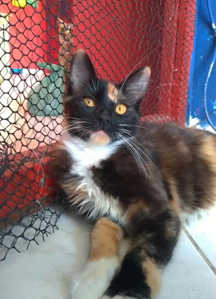 Gato ra a SRD-ViraLata idade 2 a 6 meses nome Scarllet 