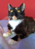 Scarllet 