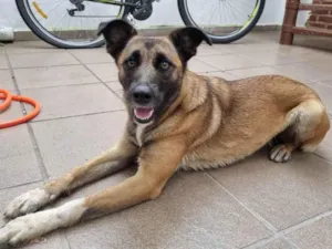 Cachorro raça SRD-ViraLata idade 7 a 11 meses nome Semolina