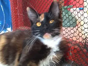 Gato raça SRD-ViraLata idade 2 a 6 meses nome Scarllet 