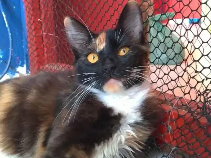 Gato ra a SRD-ViraLata idade 2 a 6 meses nome Scarllet 